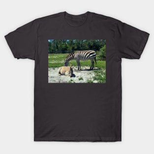 Zebra Mom and Baby T-Shirt